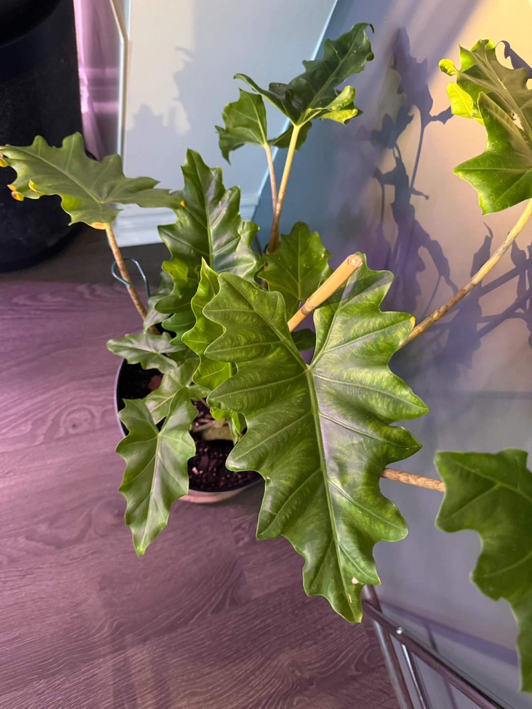 Alocasia Portora Plant in Textured Pot - photo 3
