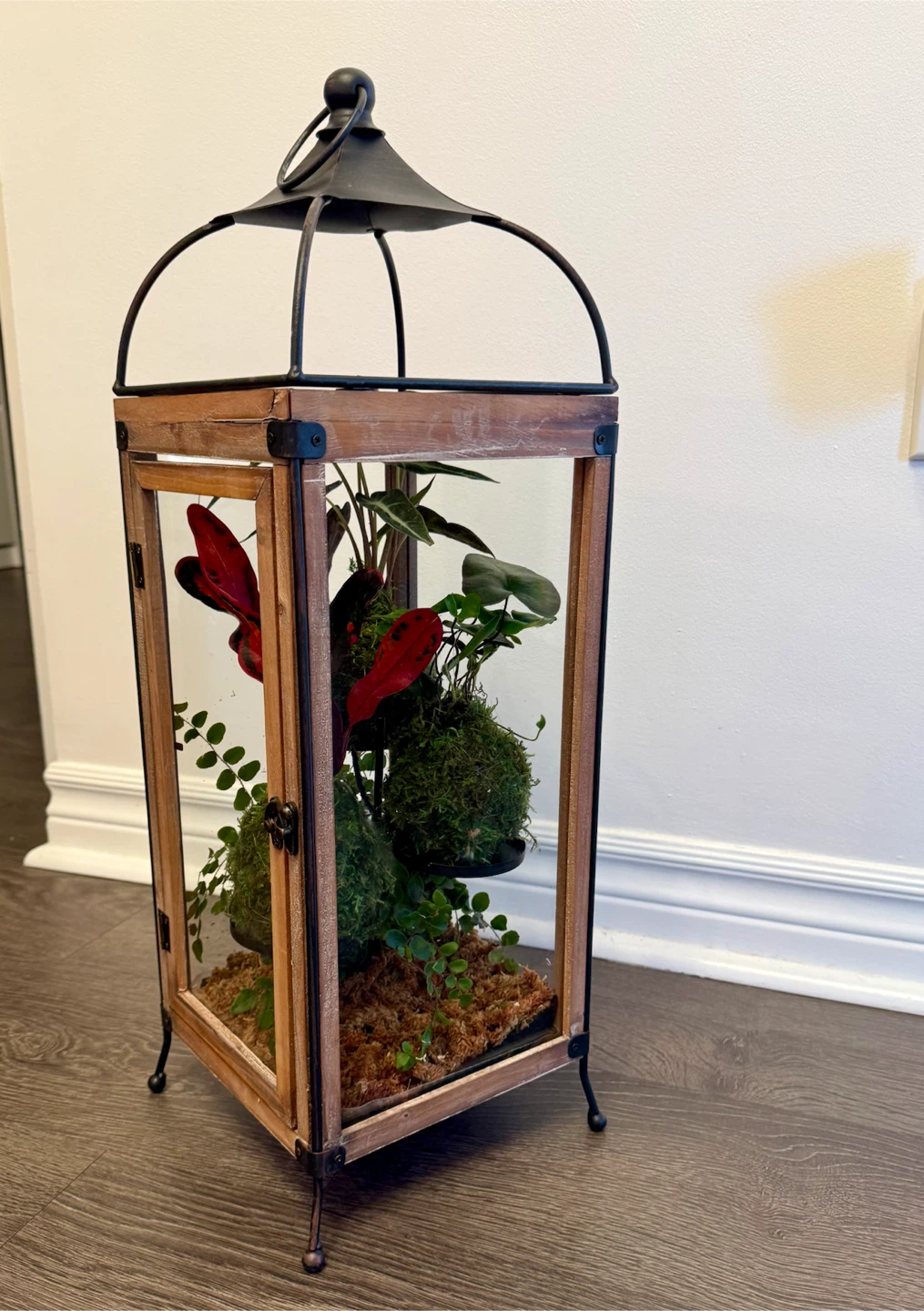 Lantern Terrarium with Plants in Kokedama style