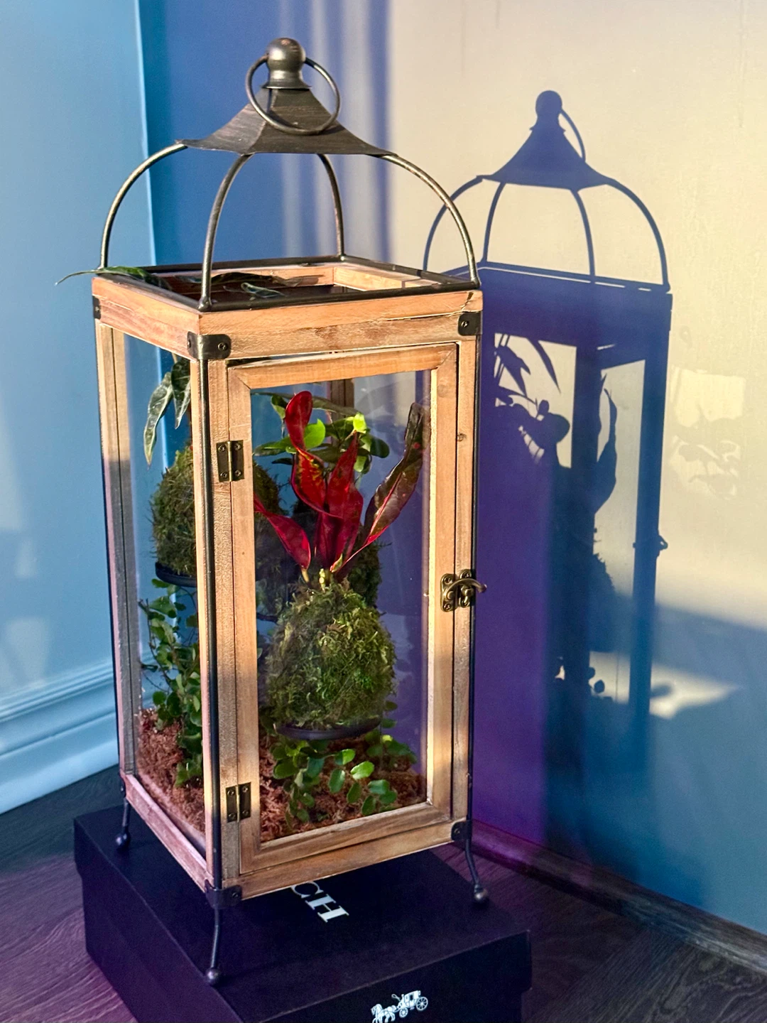 Lantern Terrarium with Plants in Kokedama style - photo 2