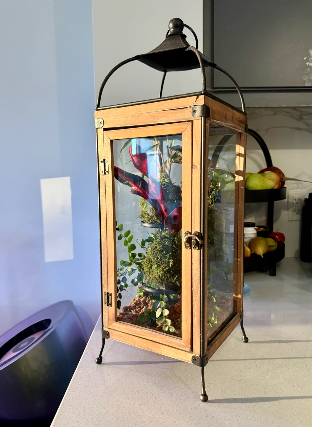 Lantern Terrarium with Plants in Kokedama style - photo 3