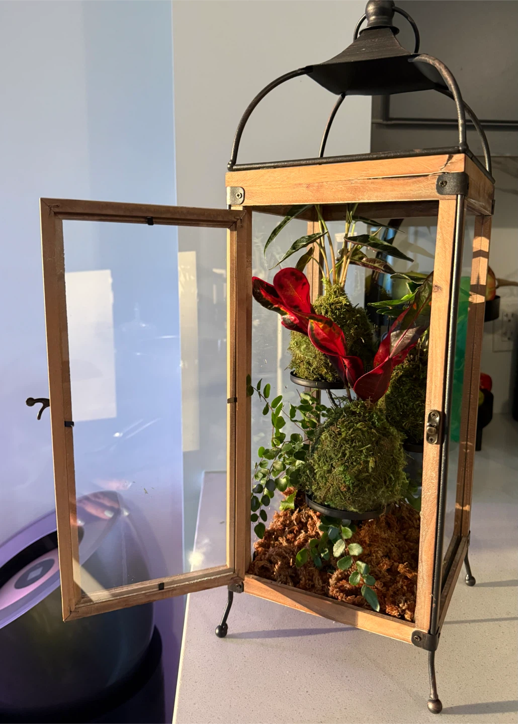 Lantern Terrarium with Plants in Kokedama style - photo 4