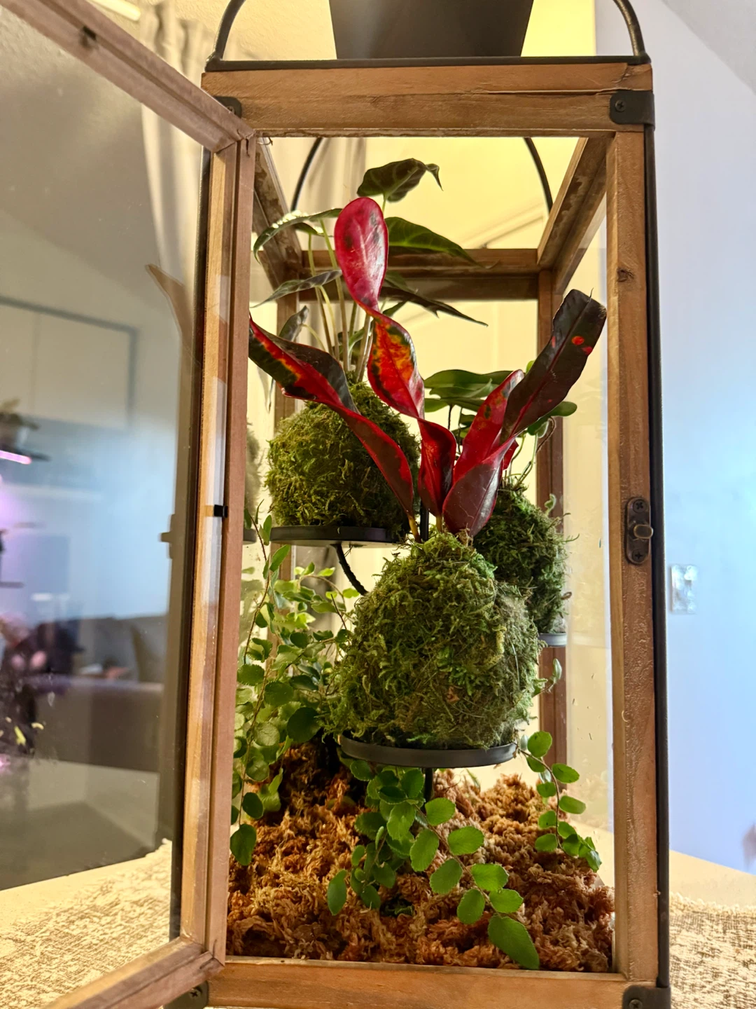 Lantern Terrarium with Plants in Kokedama style - photo 5
