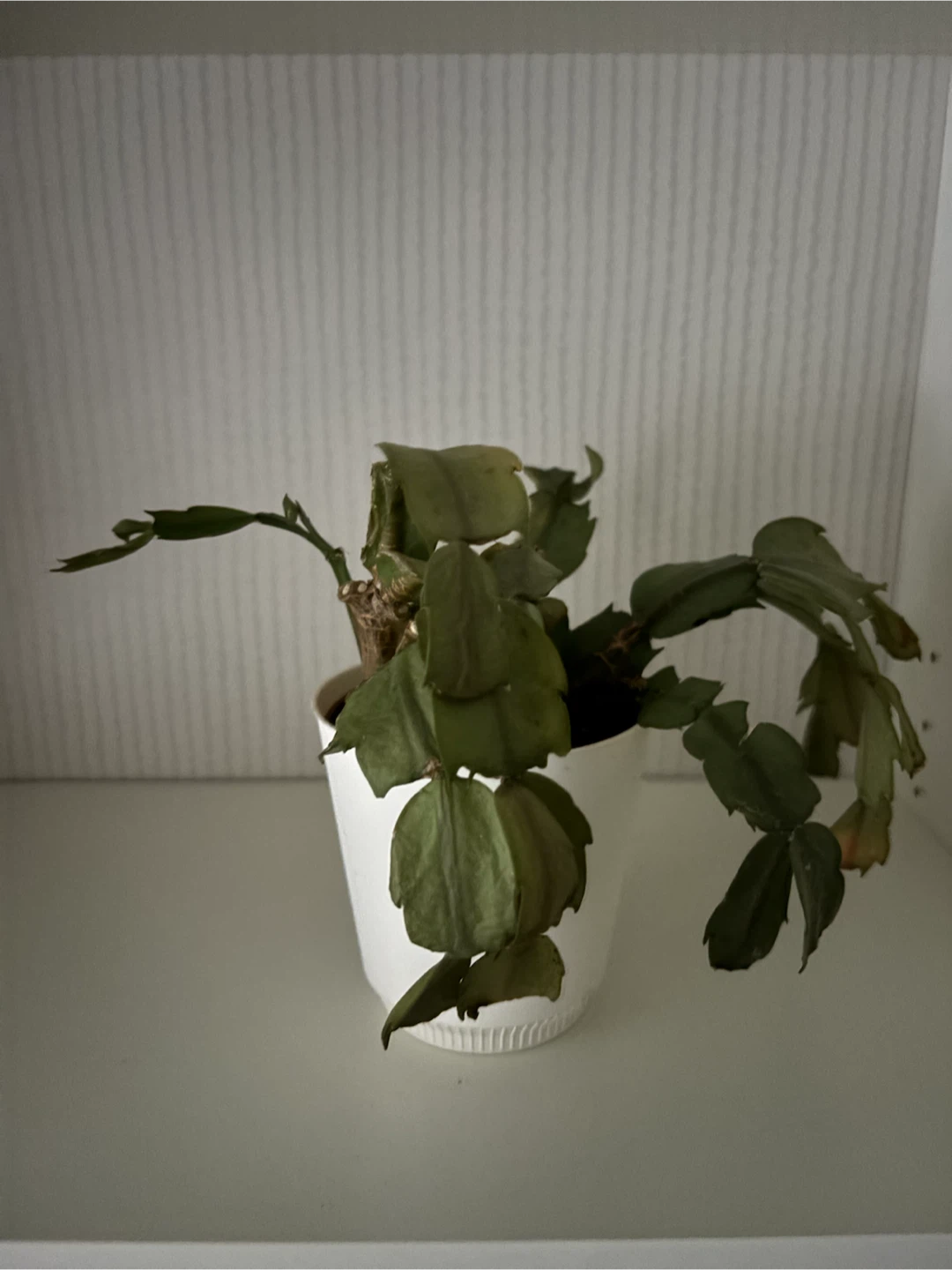 Free Christmas Cactus Plant