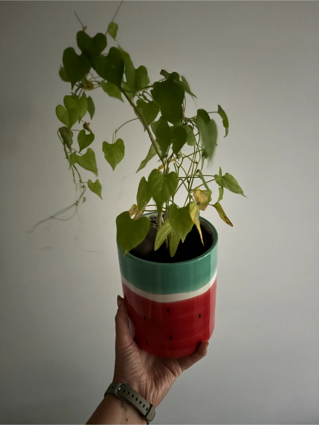 Free Potted Plant in Watermelon Design Pot