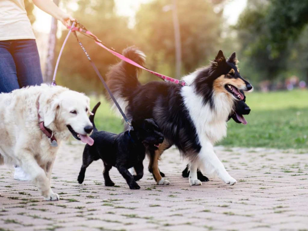 Dog walking