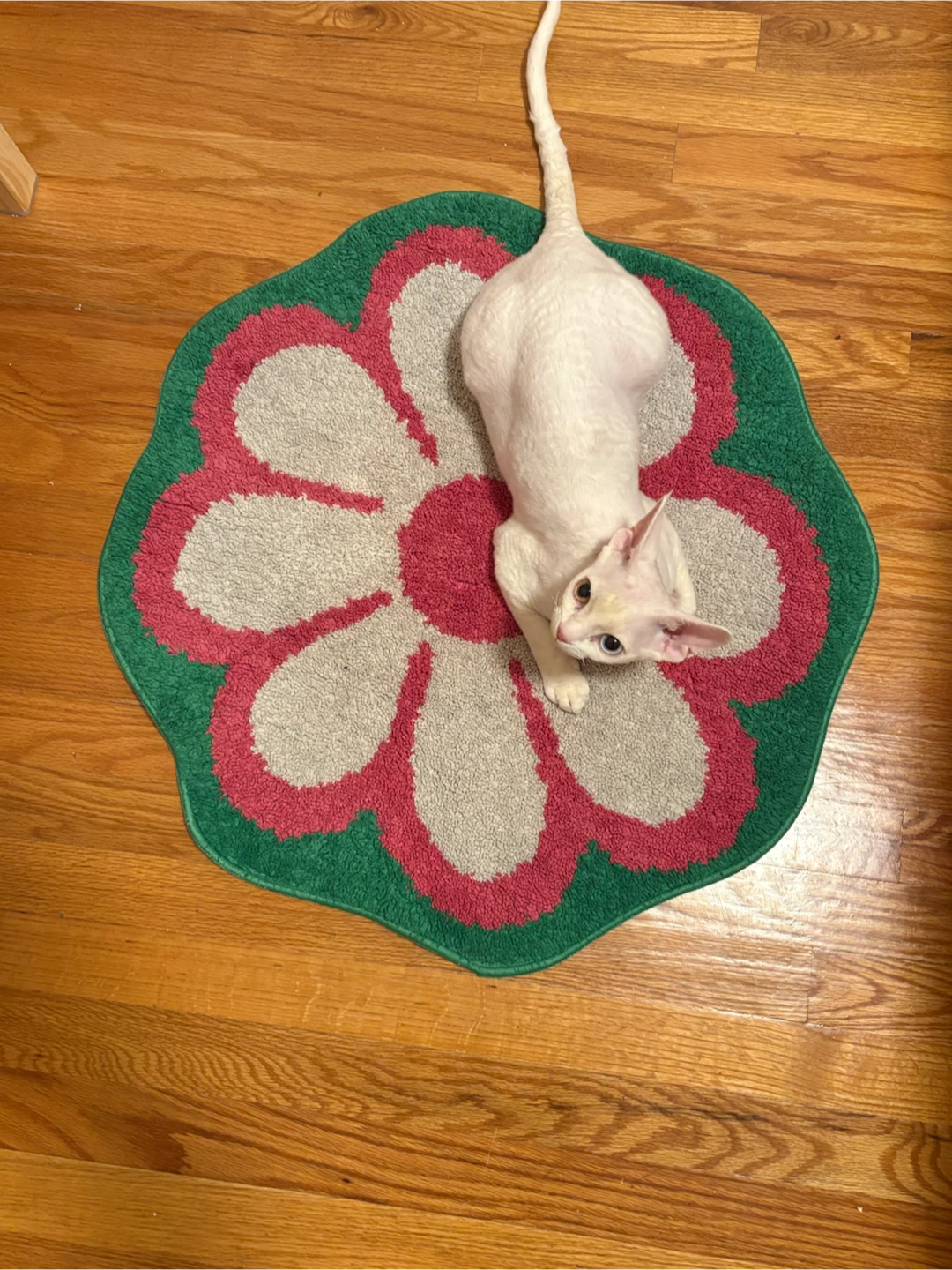 Free! Floral Bath Mat Rug not the cat.