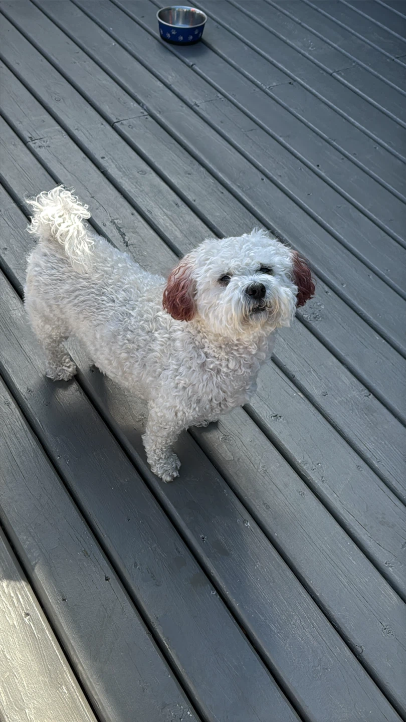 Home based dog boarding