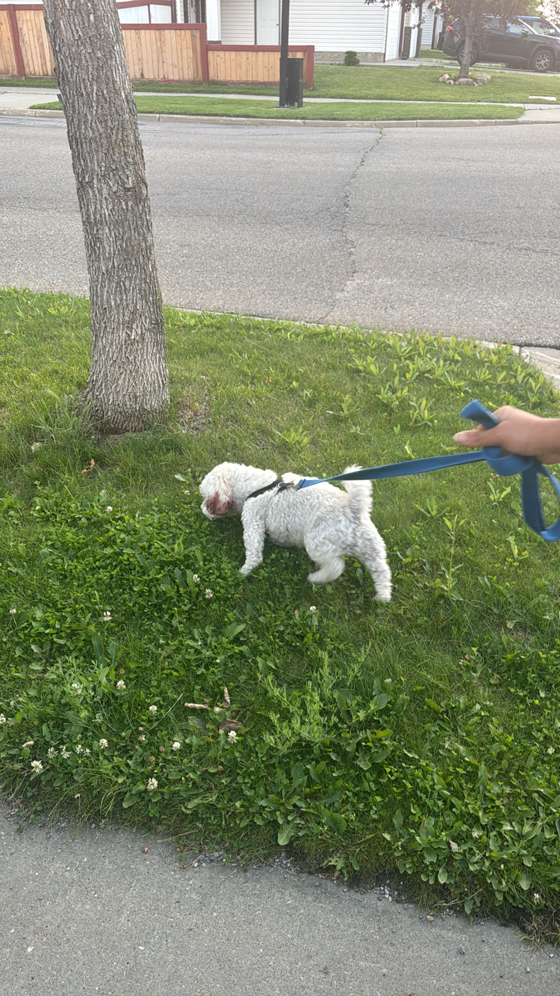 Home based dog boarding - photo 3
