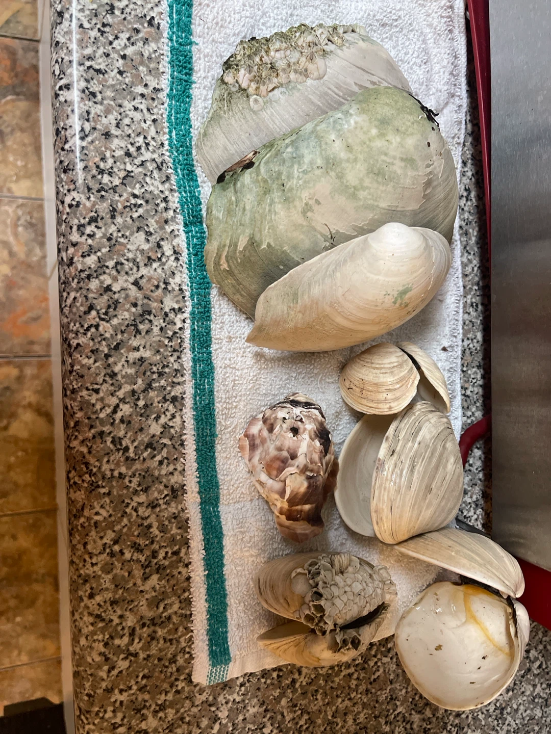 Assorted Seashells and Shells