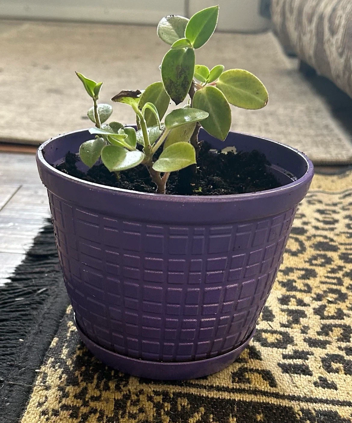 Peperomia Houseplant in Purple Pot