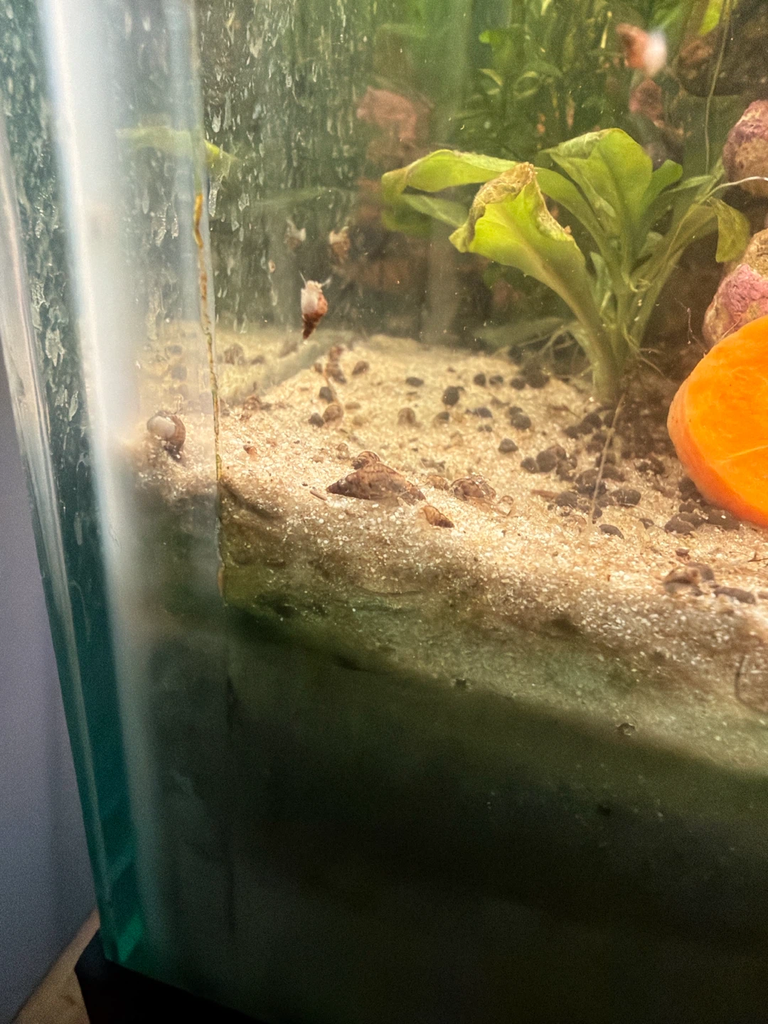 Baby orange/green rabbit snail