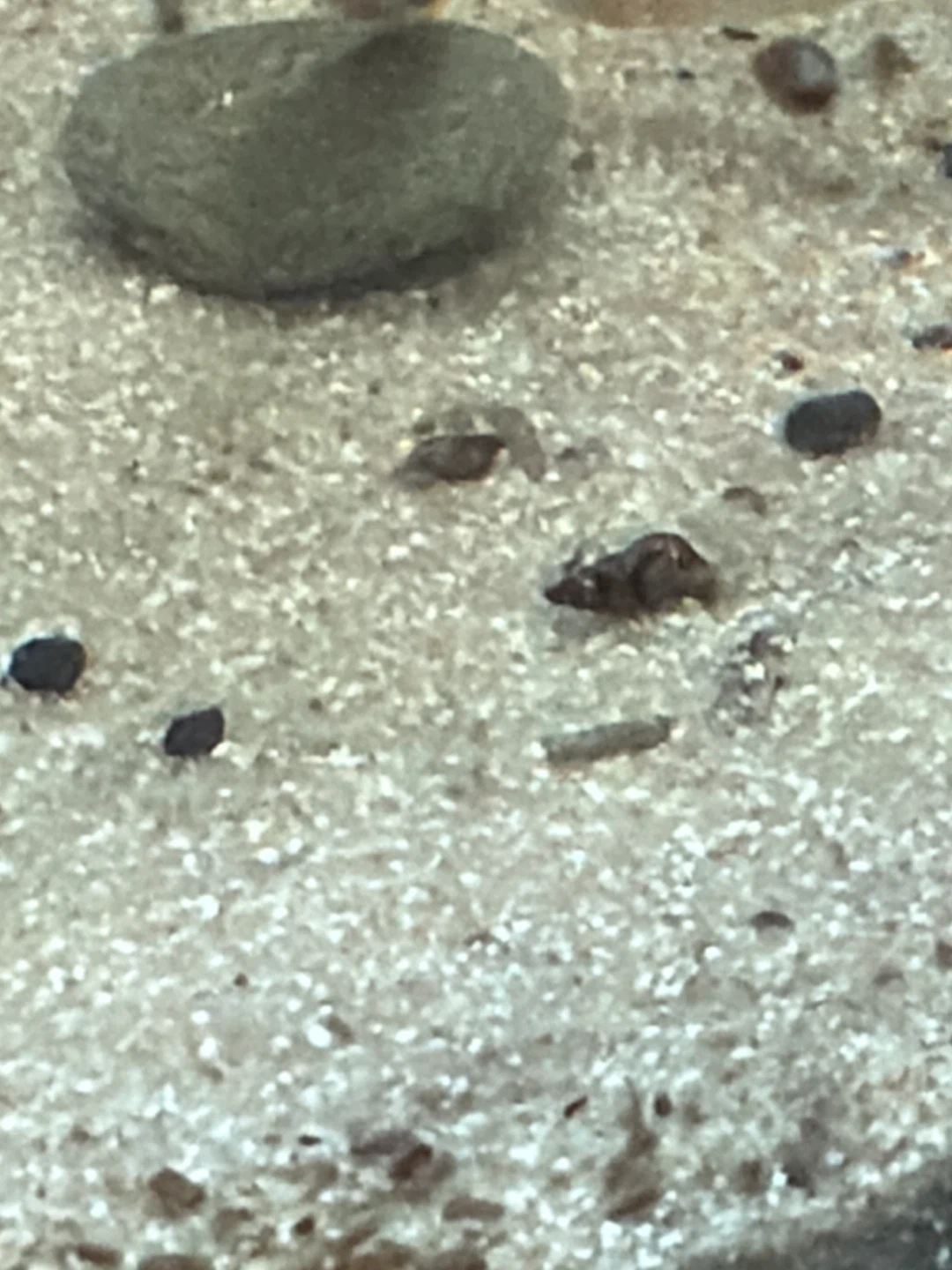 Baby orange/green rabbit snail - photo 3