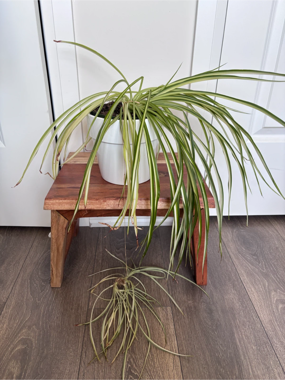 Spider Plant with white ceramic pot