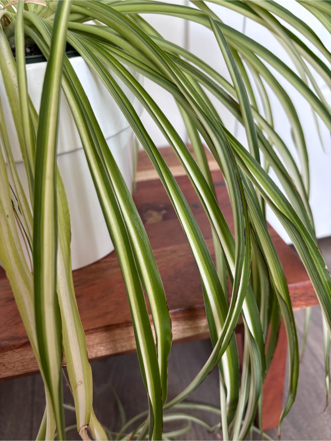 Spider Plant with white ceramic pot - photo 2
