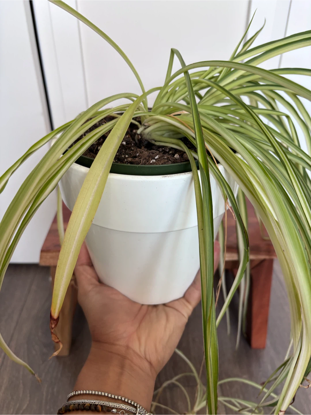 Spider Plant with white ceramic pot - photo 3