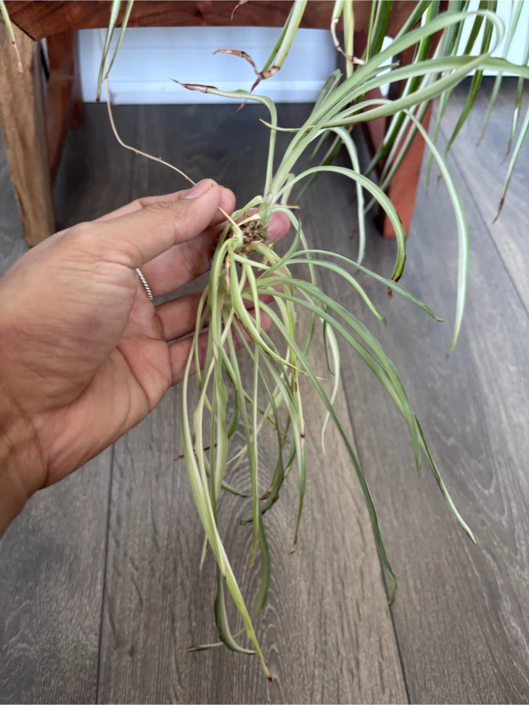 Spider Plant with white ceramic pot - photo 4