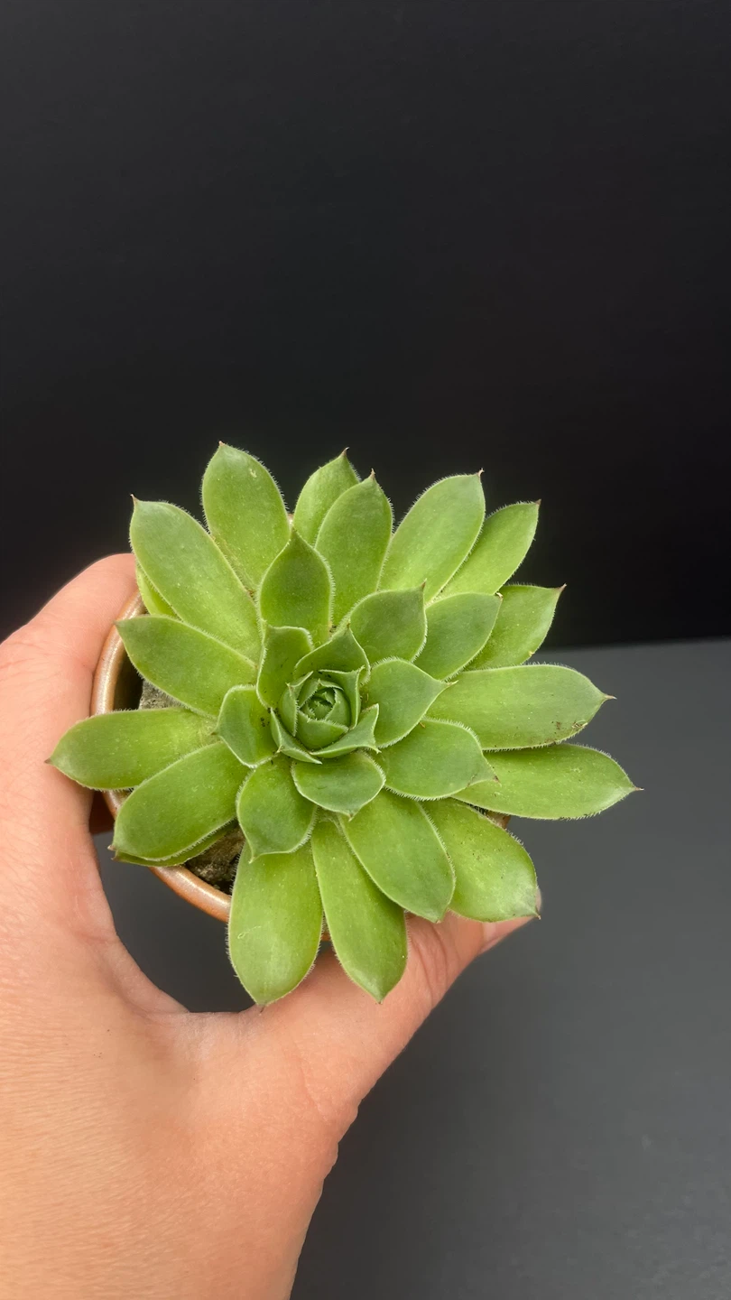 Succulent Plant in Copper Pot