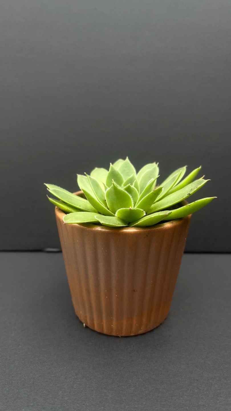 Succulent Plant in Copper Pot - photo 2
