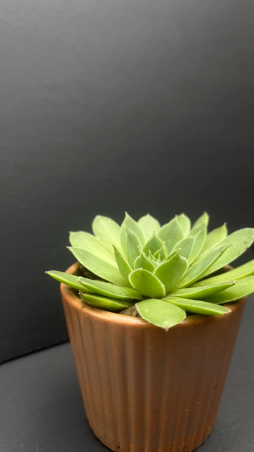 Succulent Plant in Copper Pot - photo 3