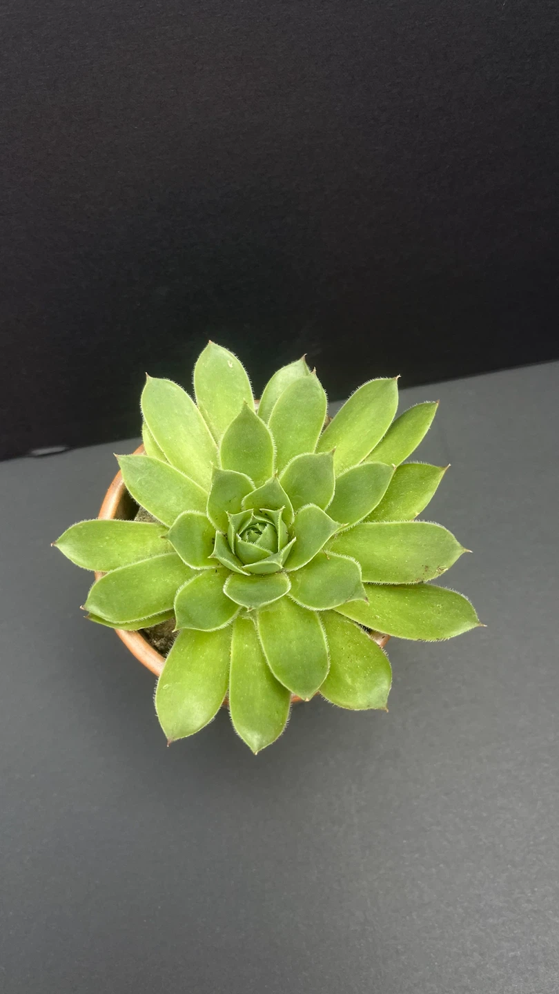 Succulent Plant in Copper Pot - photo 4