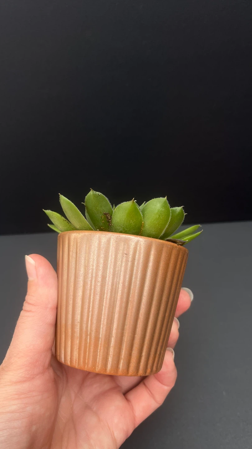 Succulent Plant in Copper Pot - photo 5