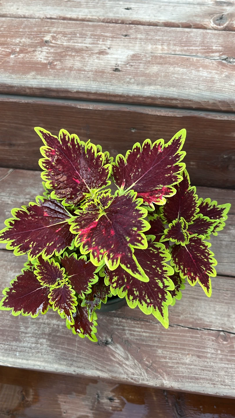 Coleus plant with burgundy and lime green leaves