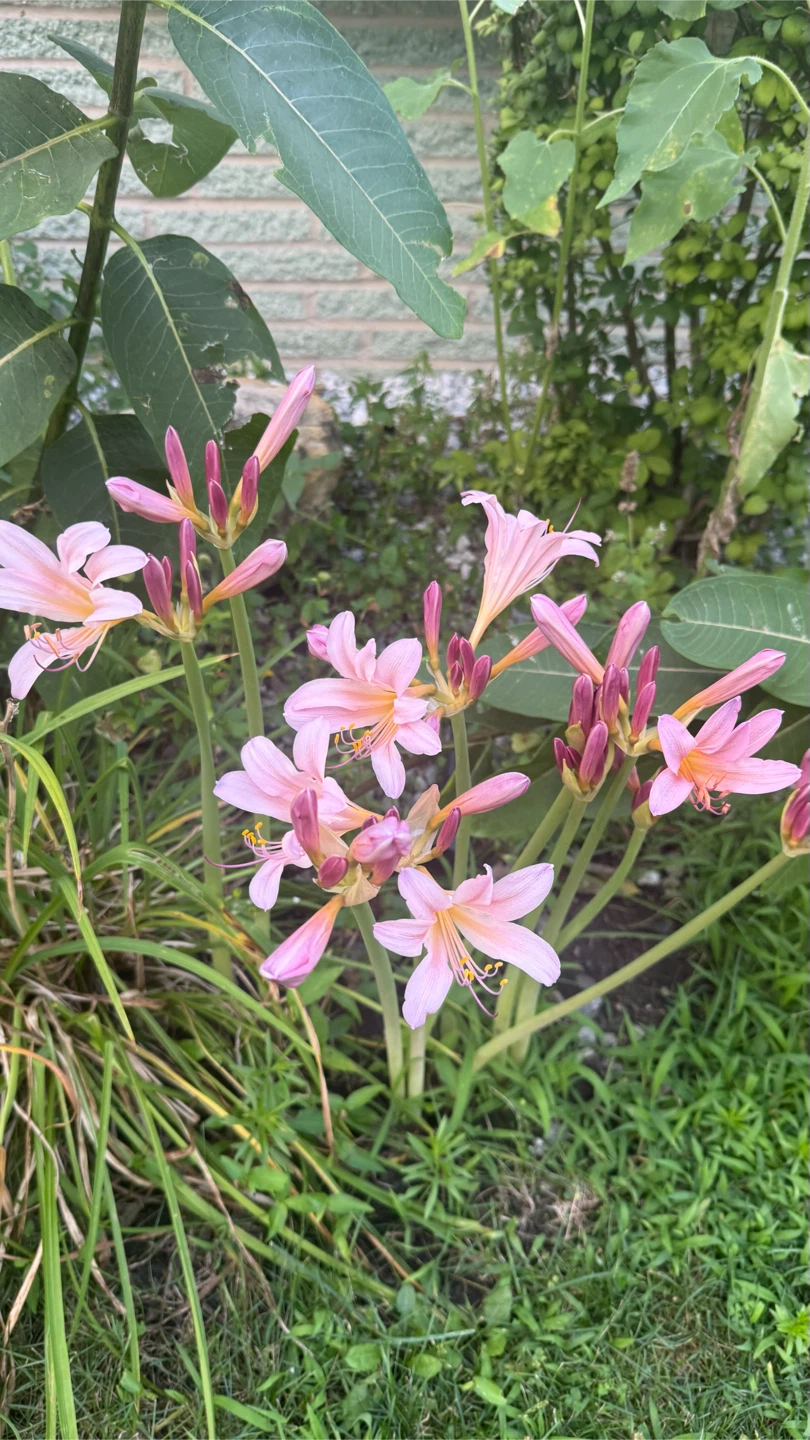 Pink Lily Flowers $5 per gallon plant