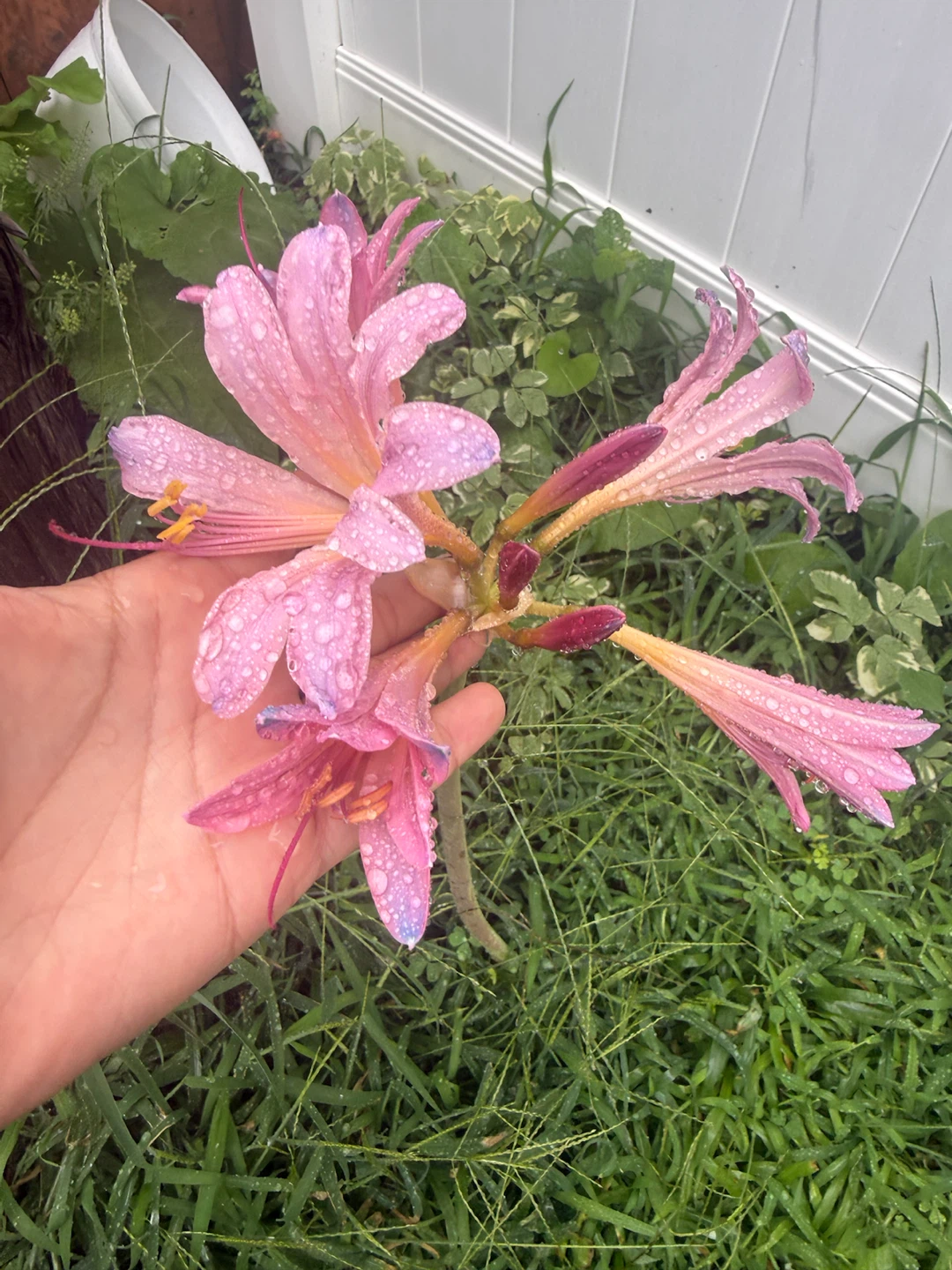 Pink Lily Flowers $5 per gallon plant - photo 4