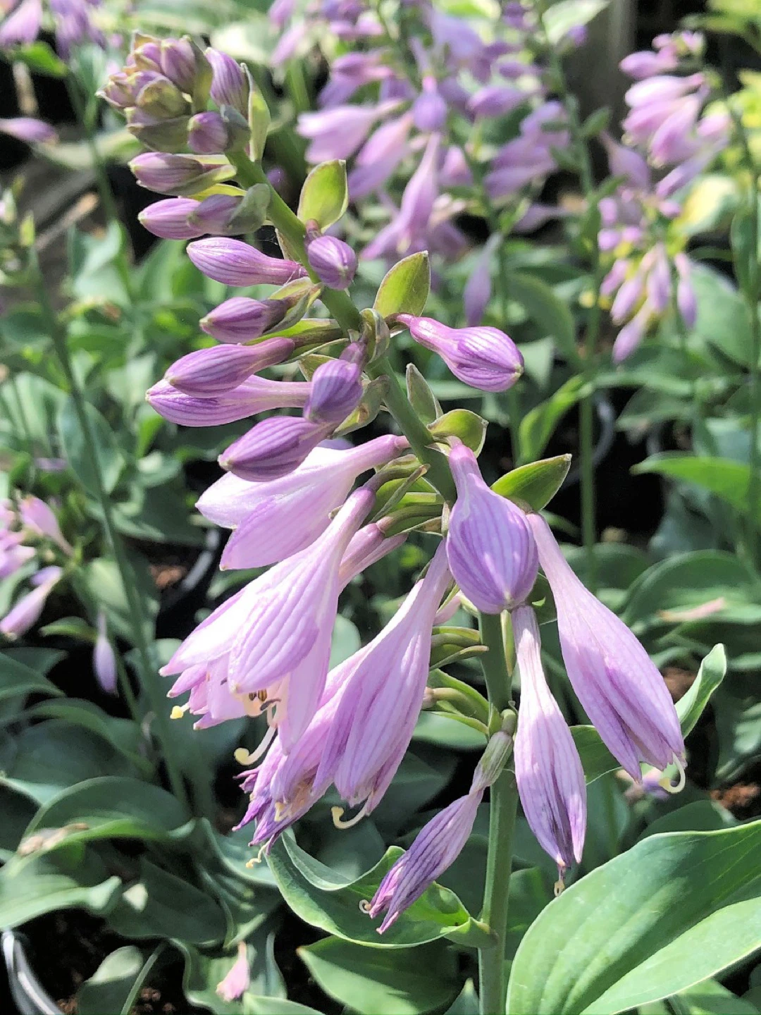 Hosta Plant