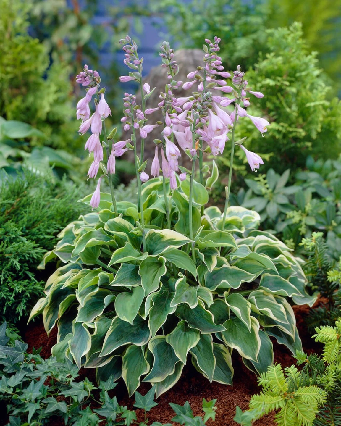 Hosta Plant - photo 2