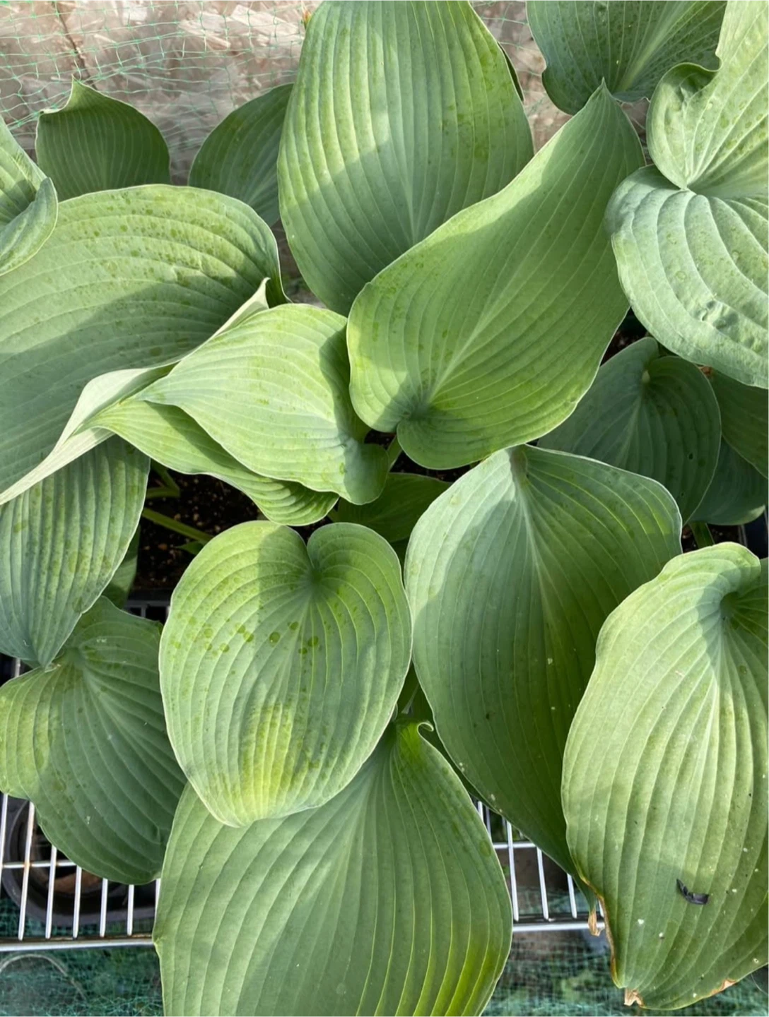 Hosta Plant - photo 3