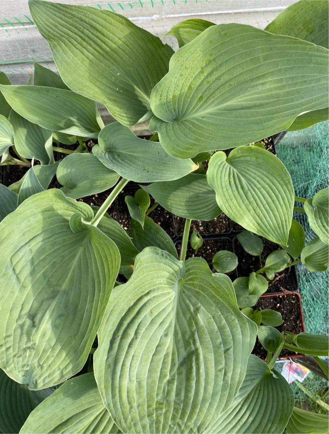 Hosta Plant - photo 4