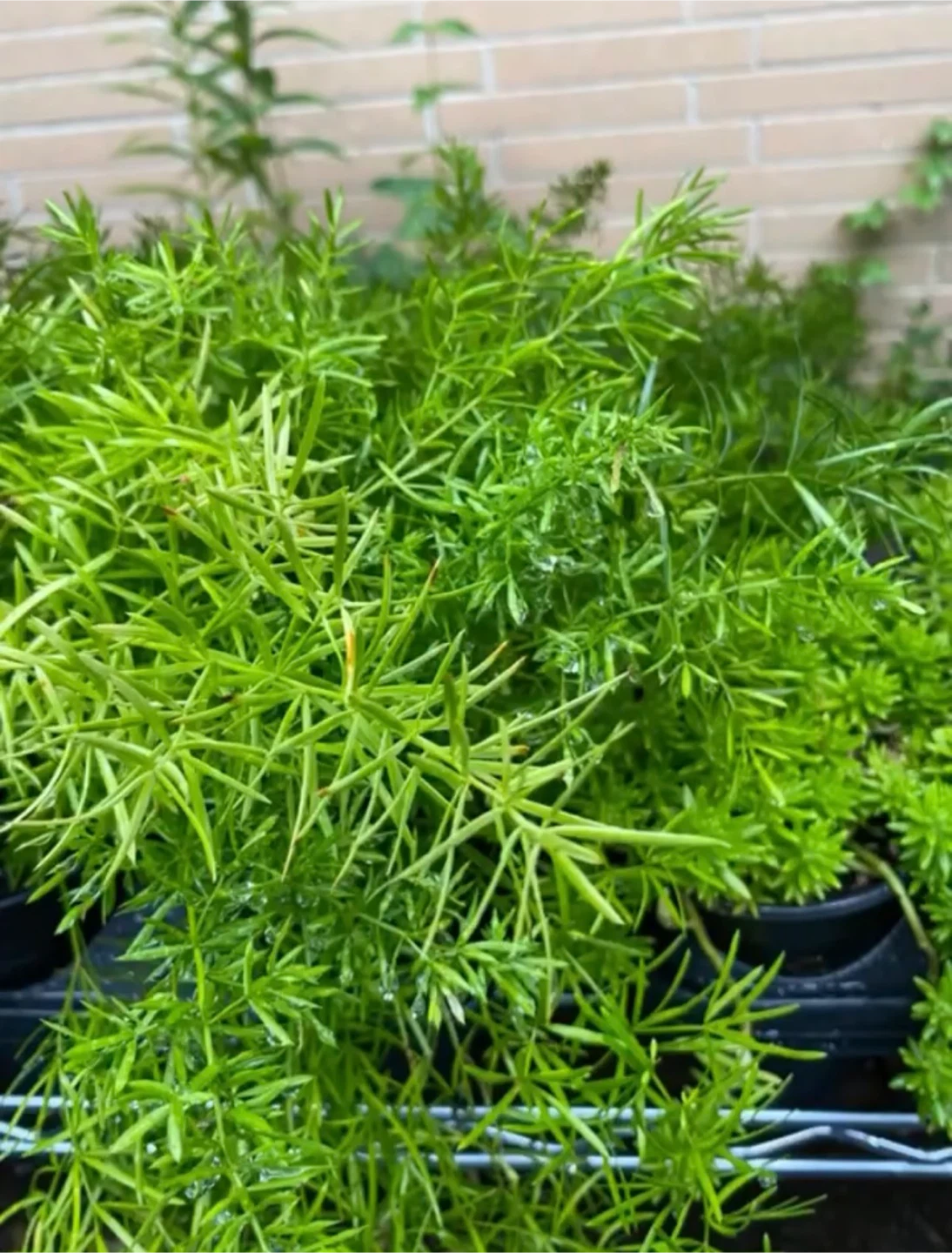 Asparagus Fern Plants