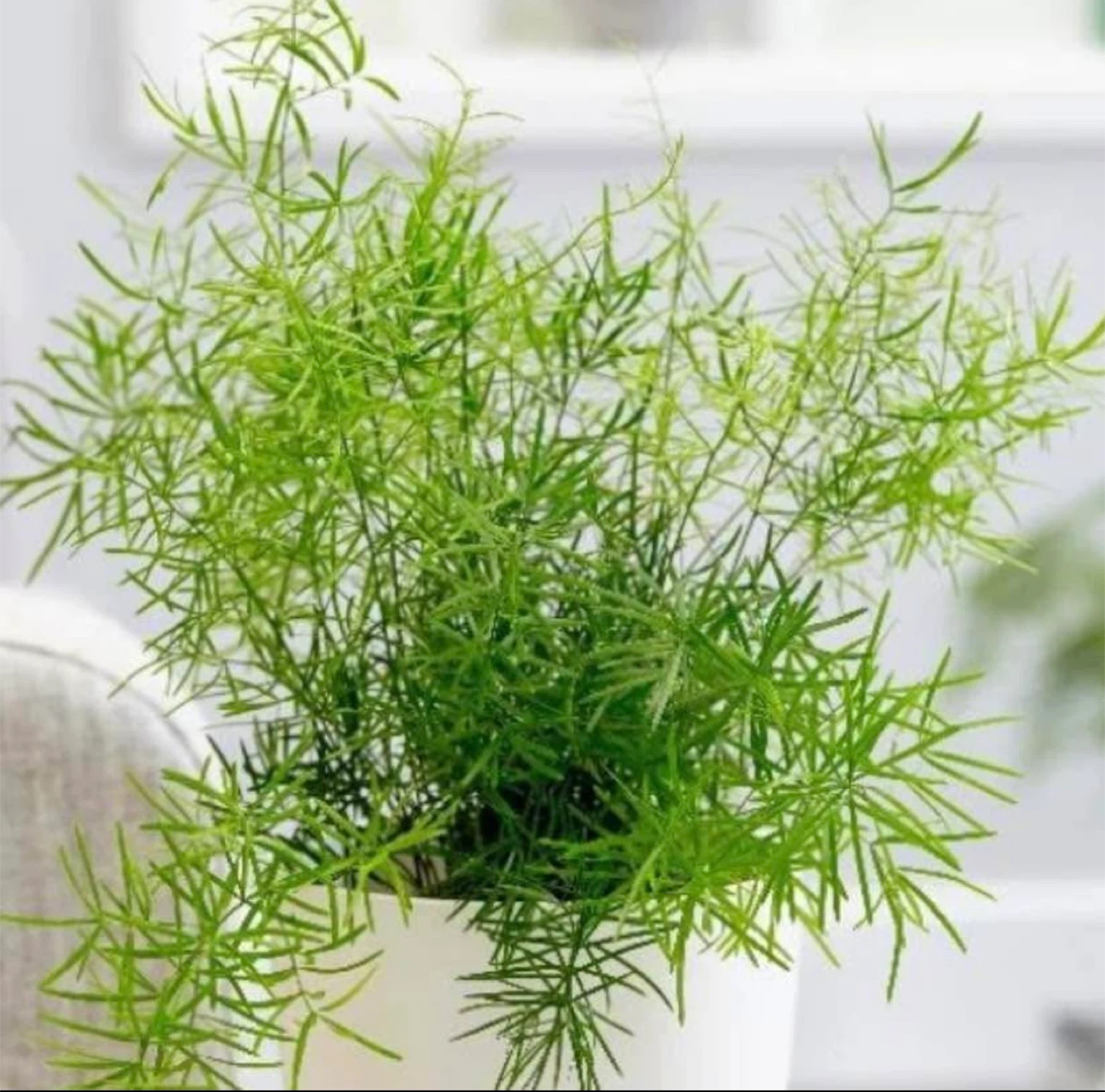 Asparagus Fern Plants - photo 2