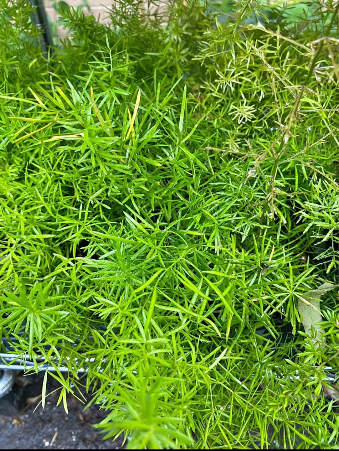 Asparagus Fern Plants - photo 3
