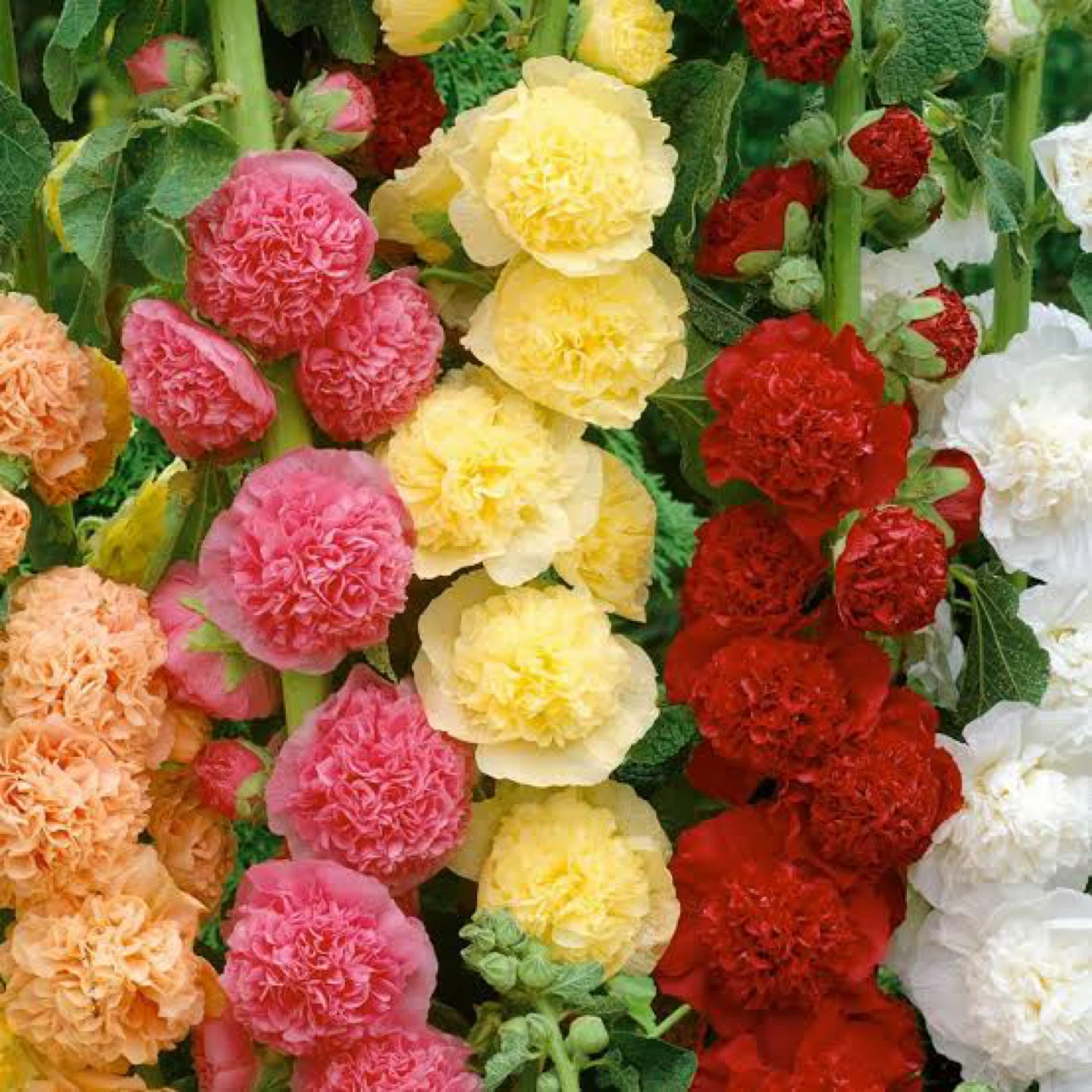 Hollyhock Plants - Mixed Colors - photo 3