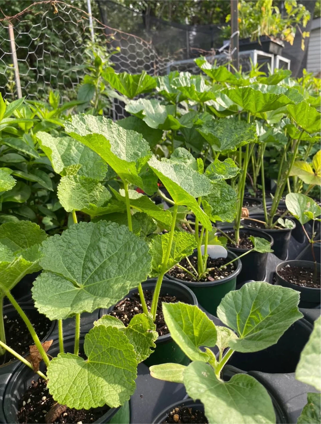 Hollyhock Plants - Mixed Colors - photo 2