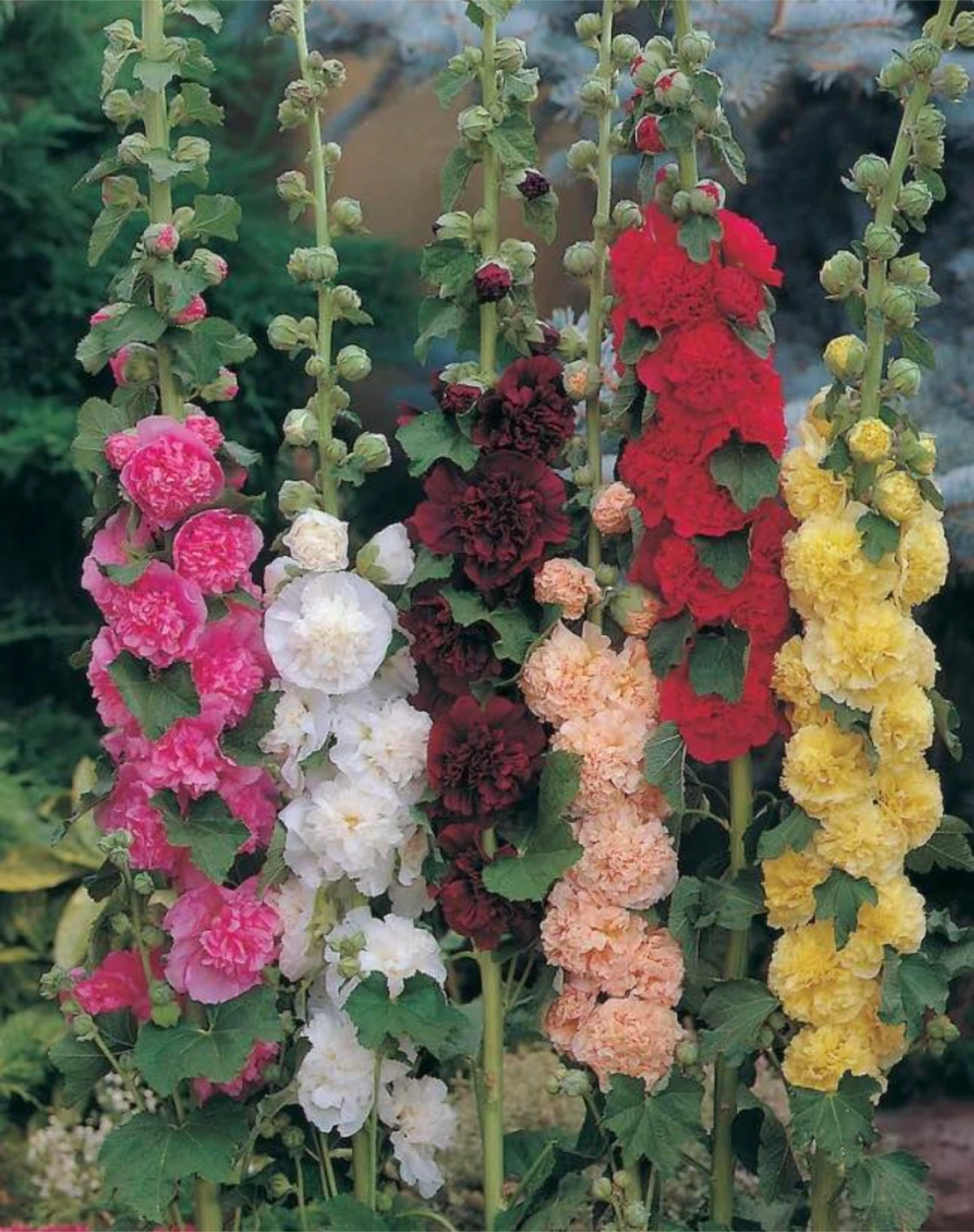 Hollyhock Plants - Mixed Colors