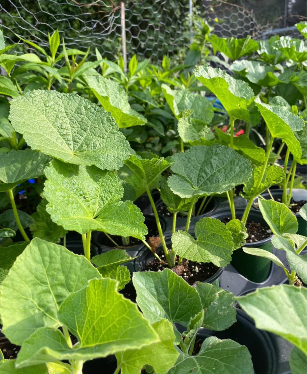 Hollyhock Plants - Mixed Colors - photo 4