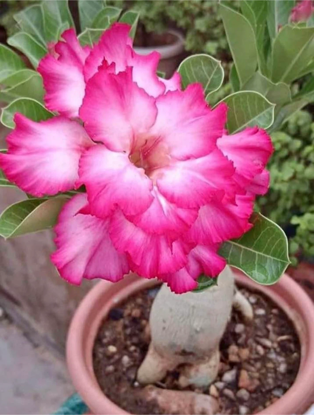Adenium Plant (Desert Rose)