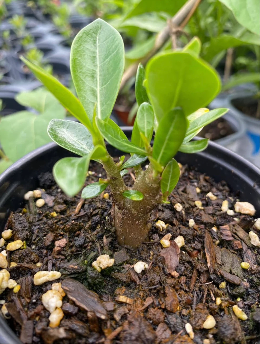 Adenium Plant (Desert Rose) - photo 2