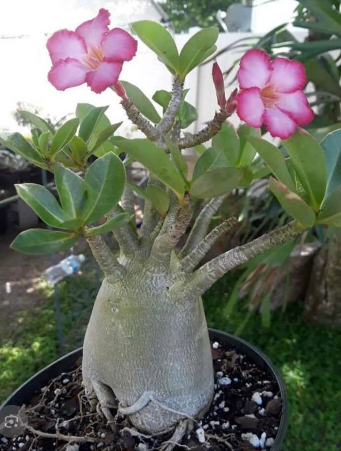 Adenium Plant (Desert Rose) - photo 5