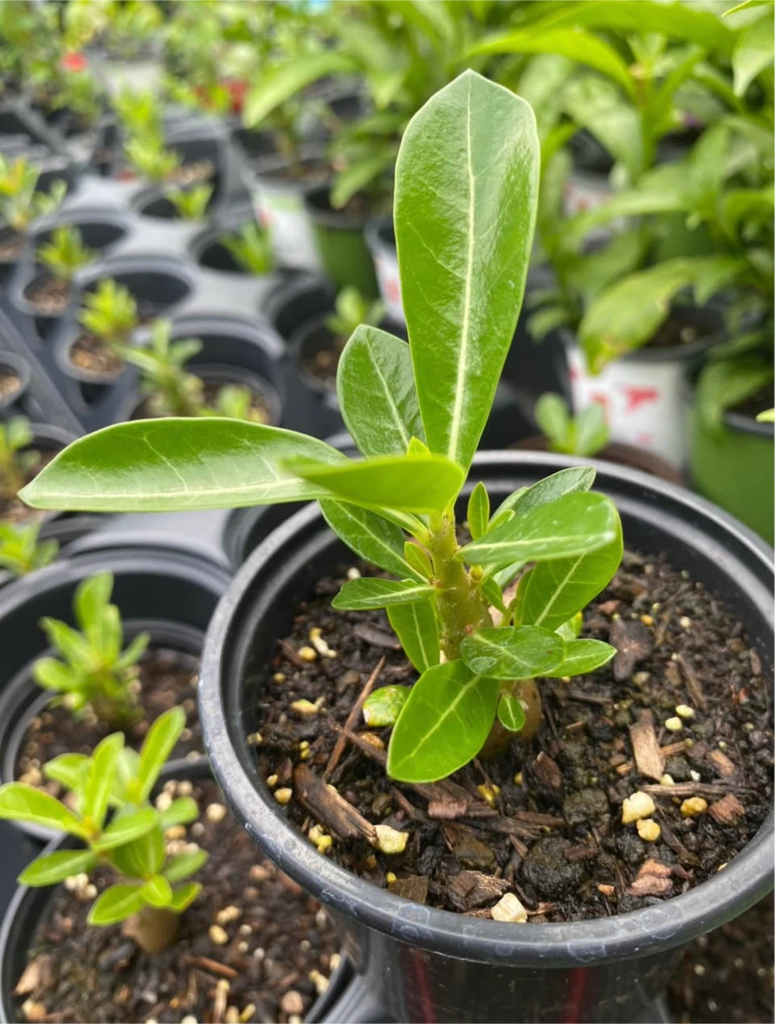 Adenium Plant (Desert Rose) - photo 3