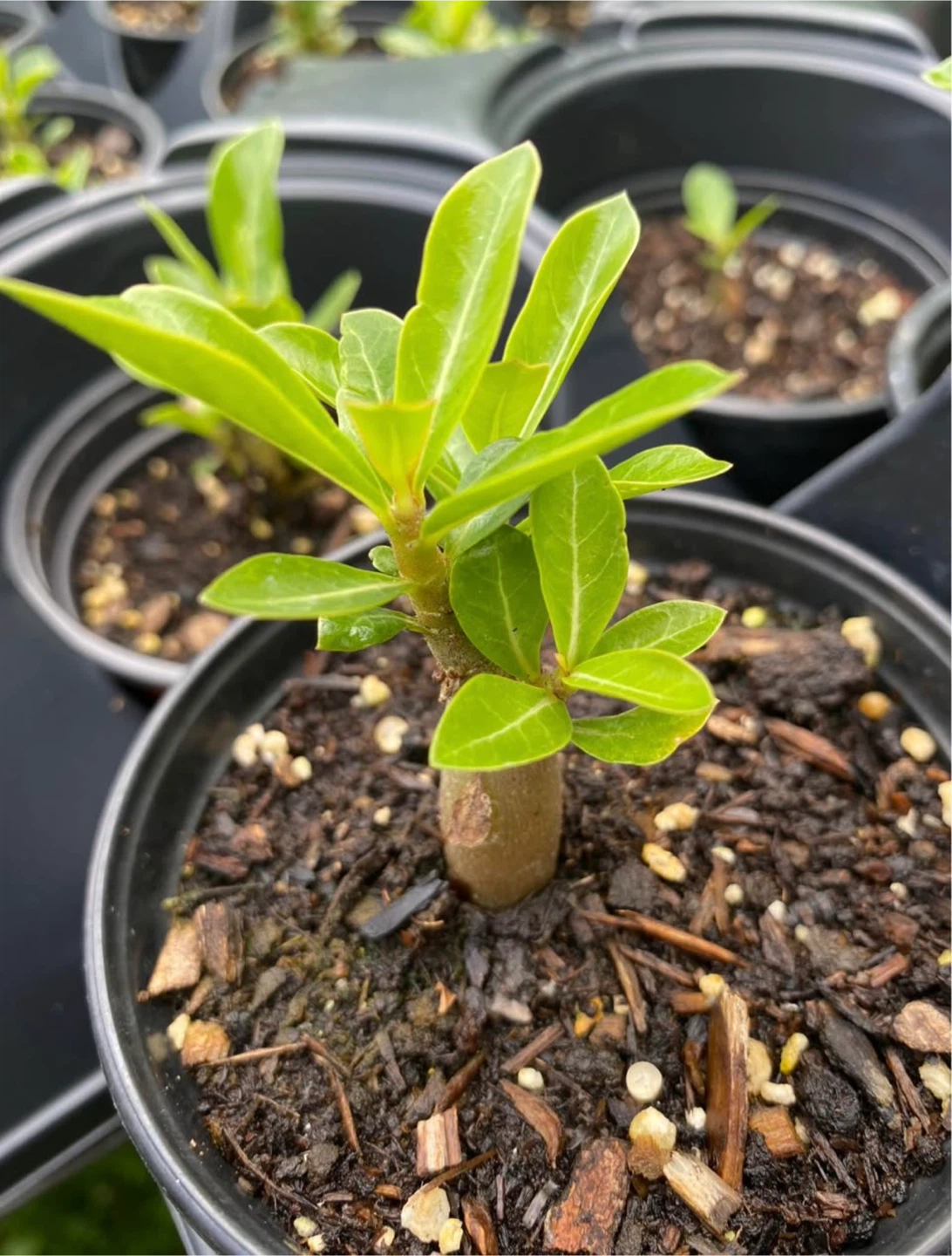 Adenium Plant (Desert Rose) - photo 4
