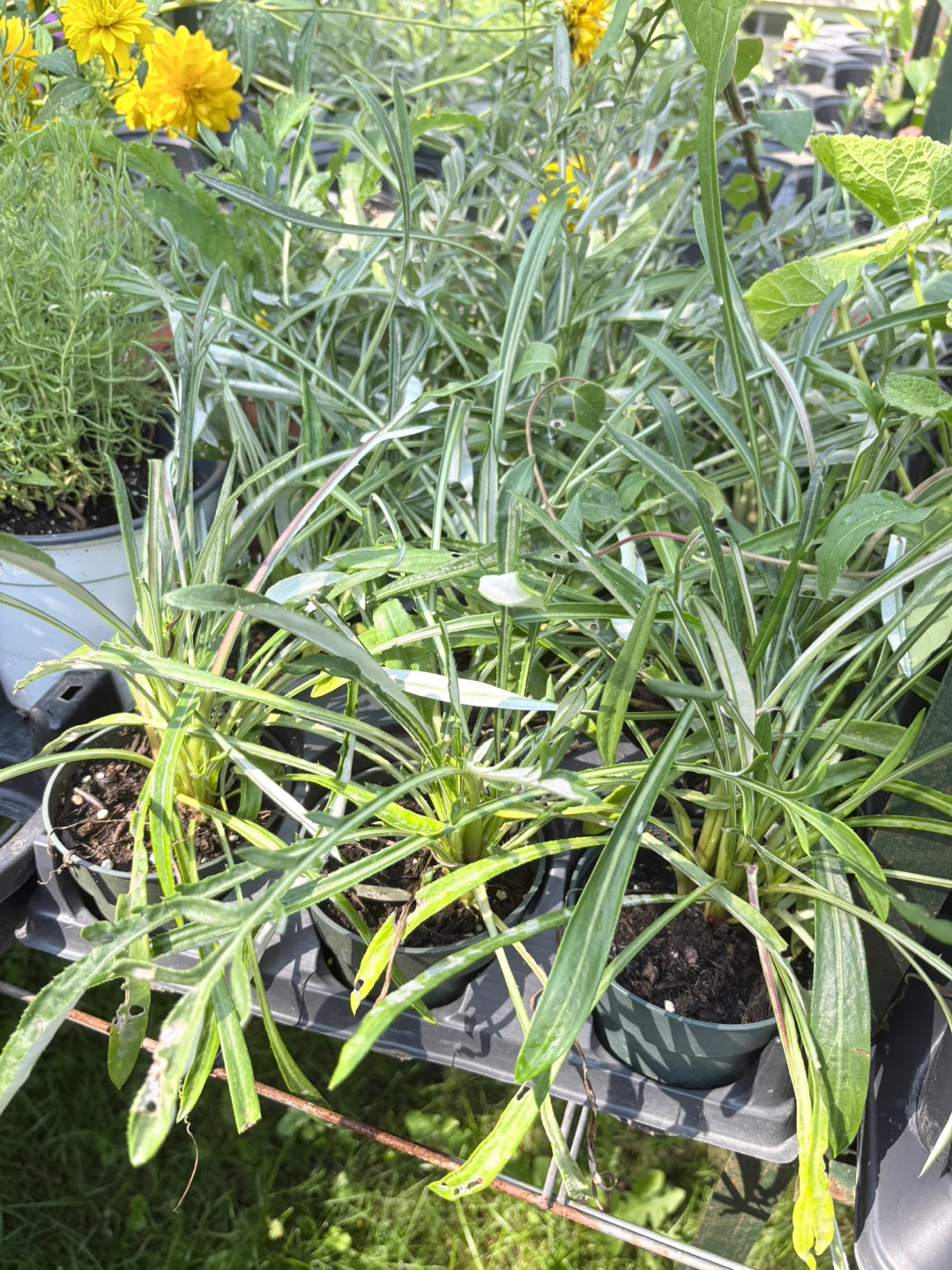 Gazania Flower Plants - photo 2