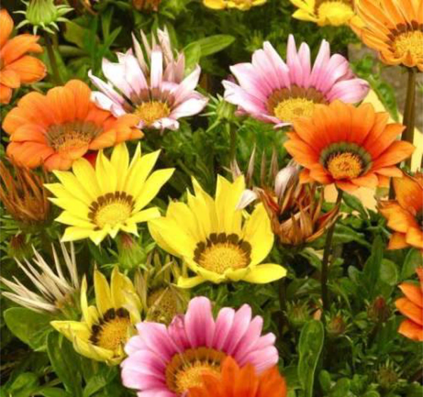 Gazania Flower Plants