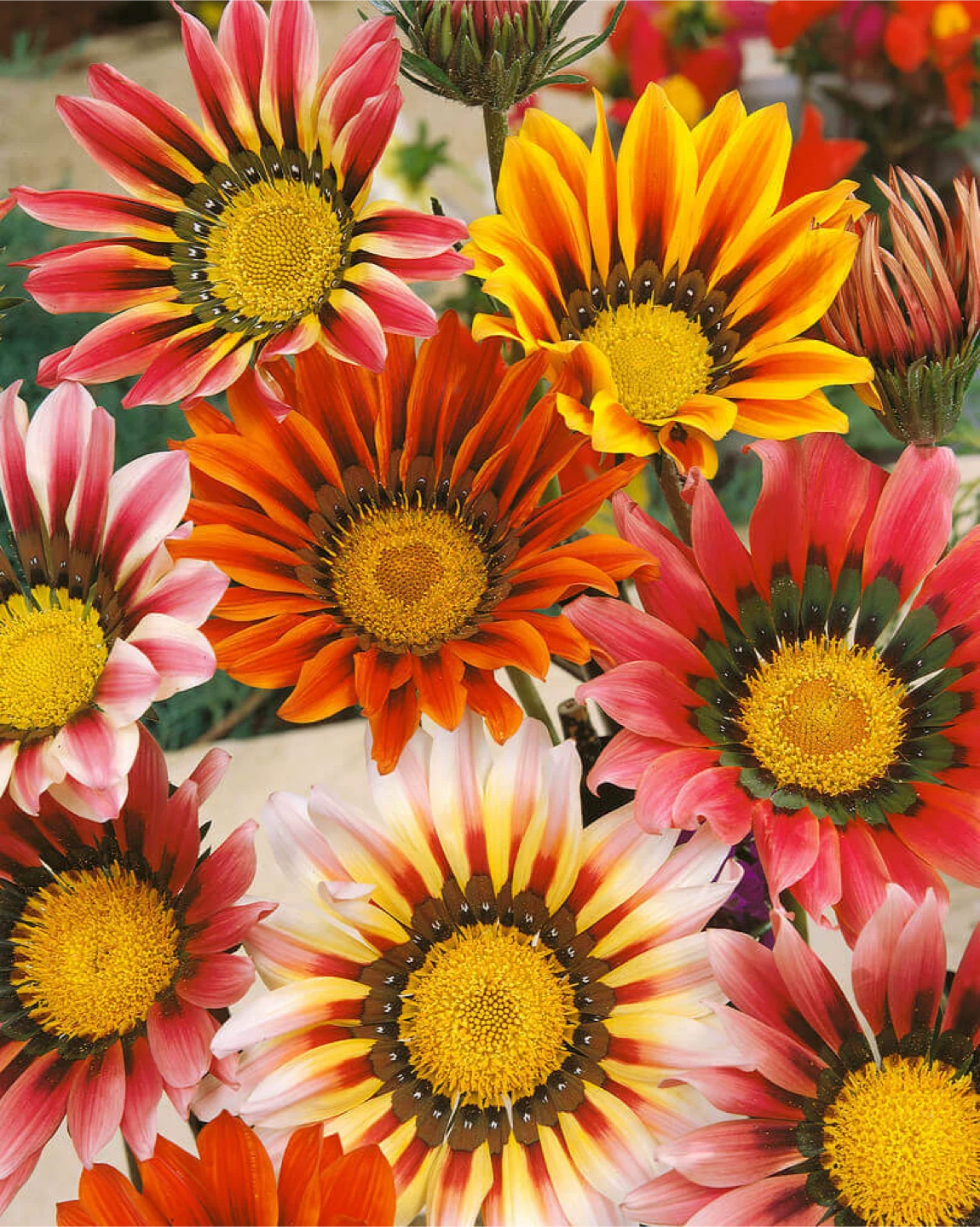 Gazania Flower Plants - photo 3