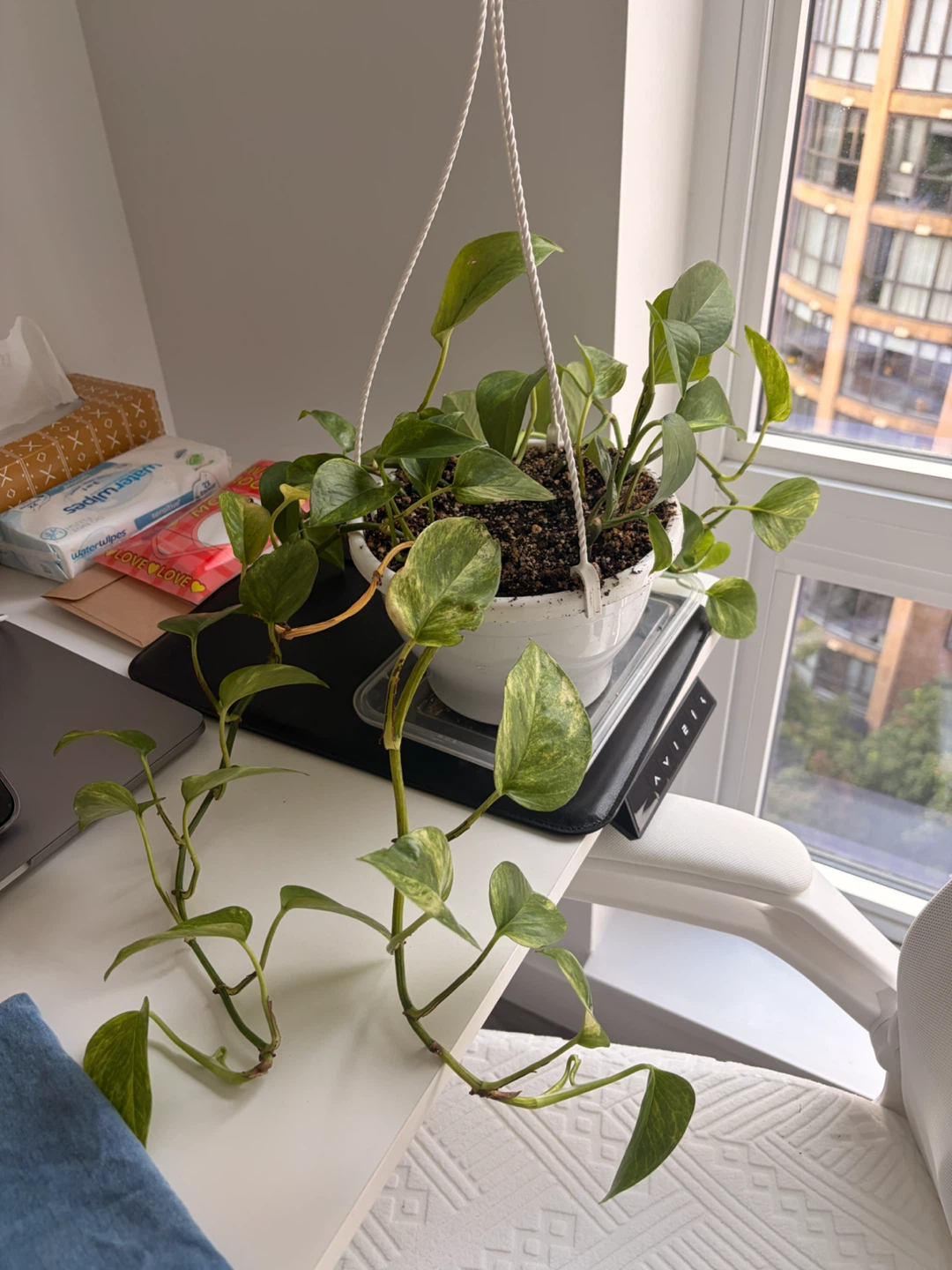Hanging Pothos Plant