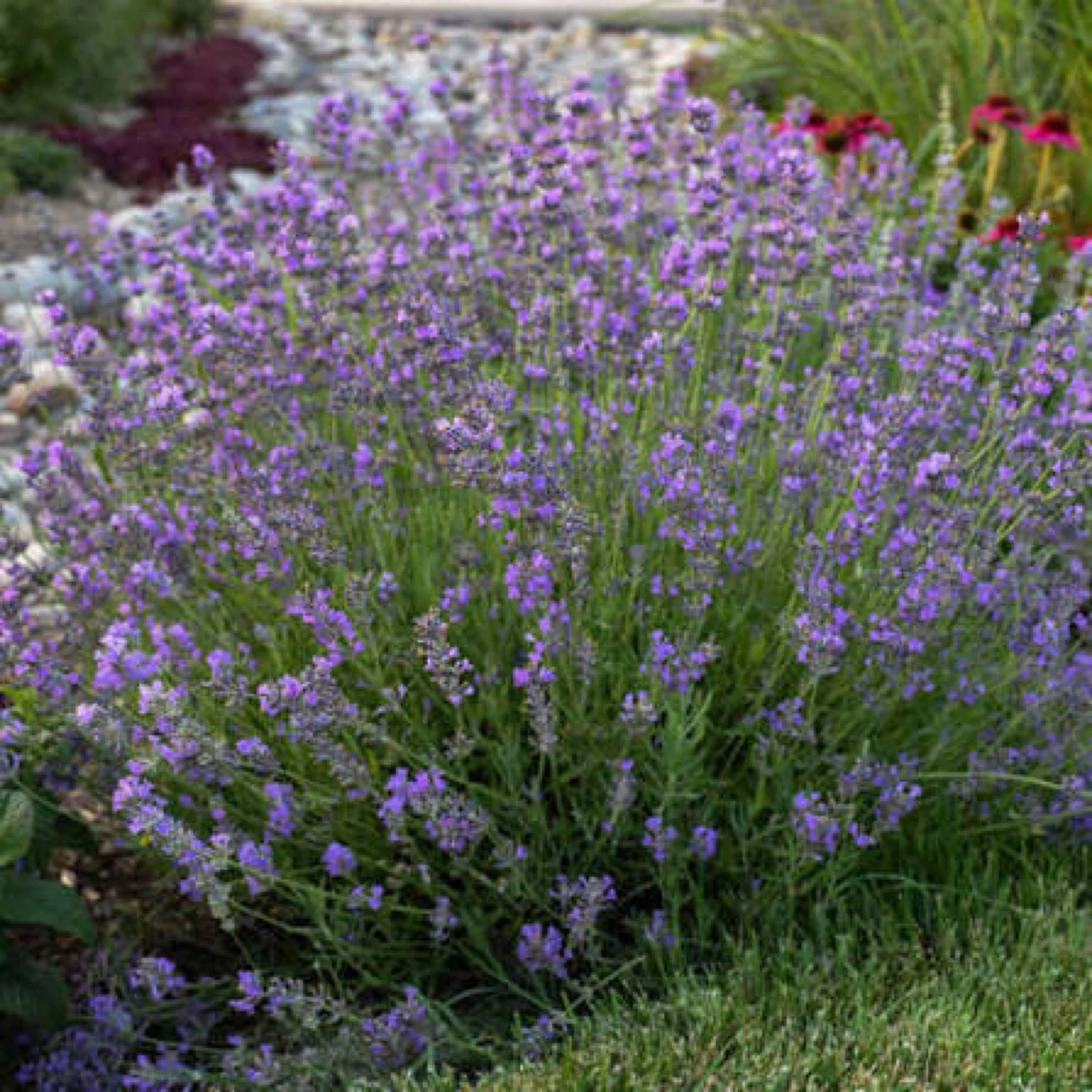 TWO VARIETY LAVENDER - photo 2