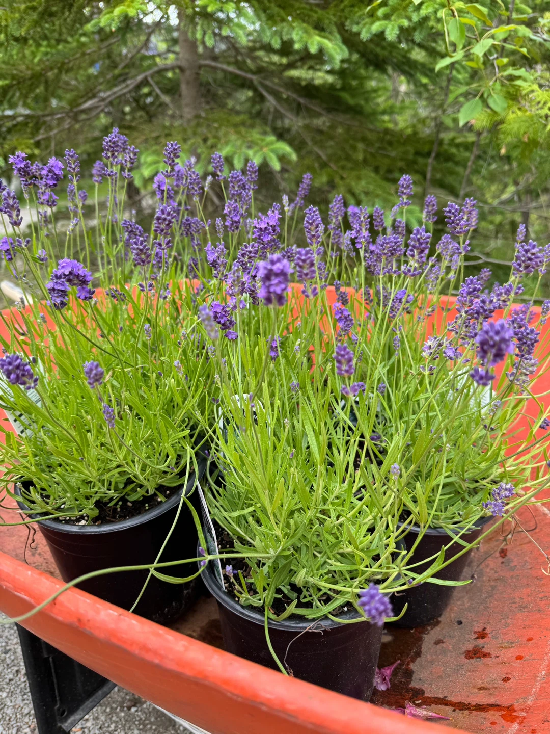 TWO VARIETY LAVENDER - photo 5